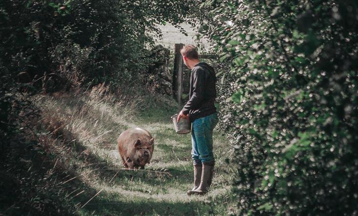 Take a pig for a scenic walk in wales